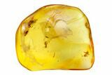 Detailed Fossil Ant and Large Springtail in Baltic Amber #159769-4